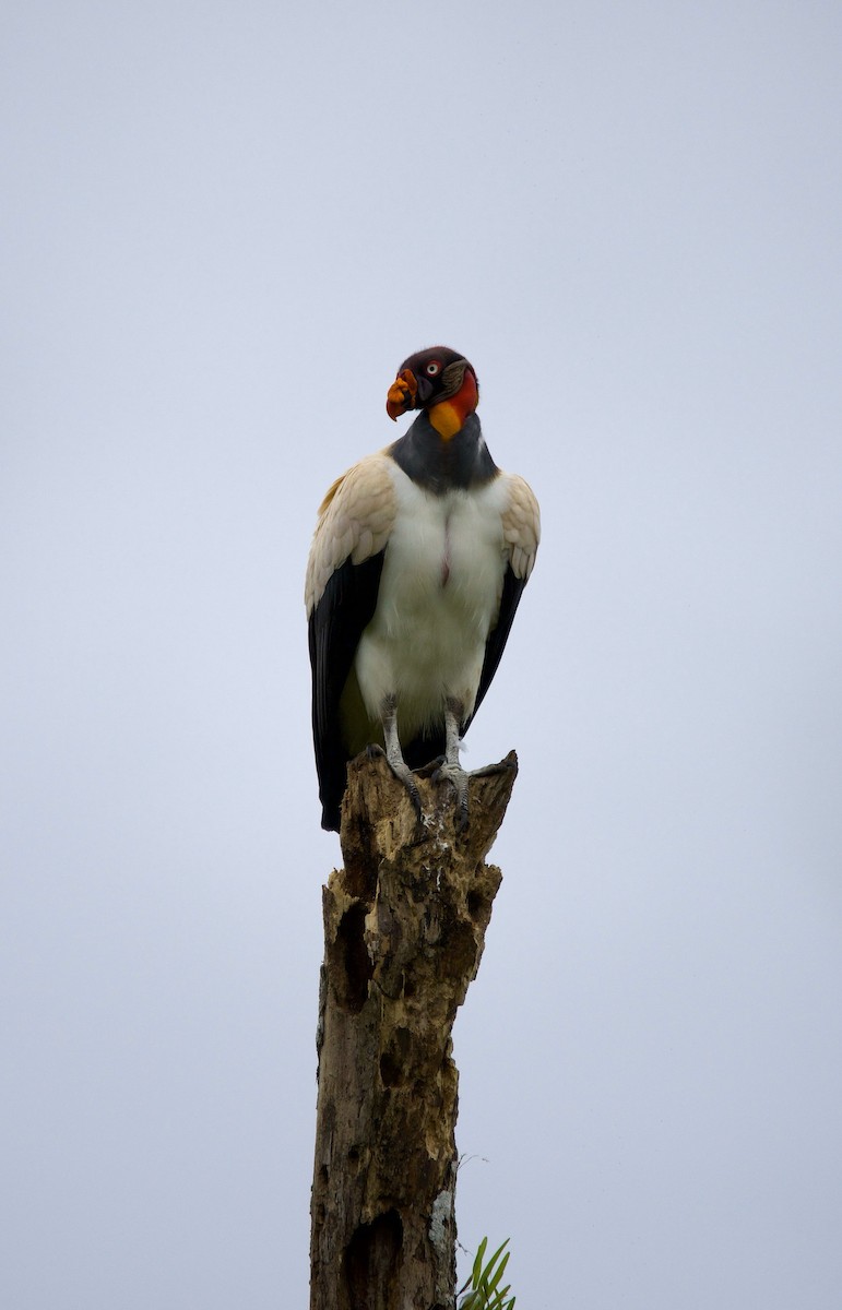 Кондор королівський - ML647140141