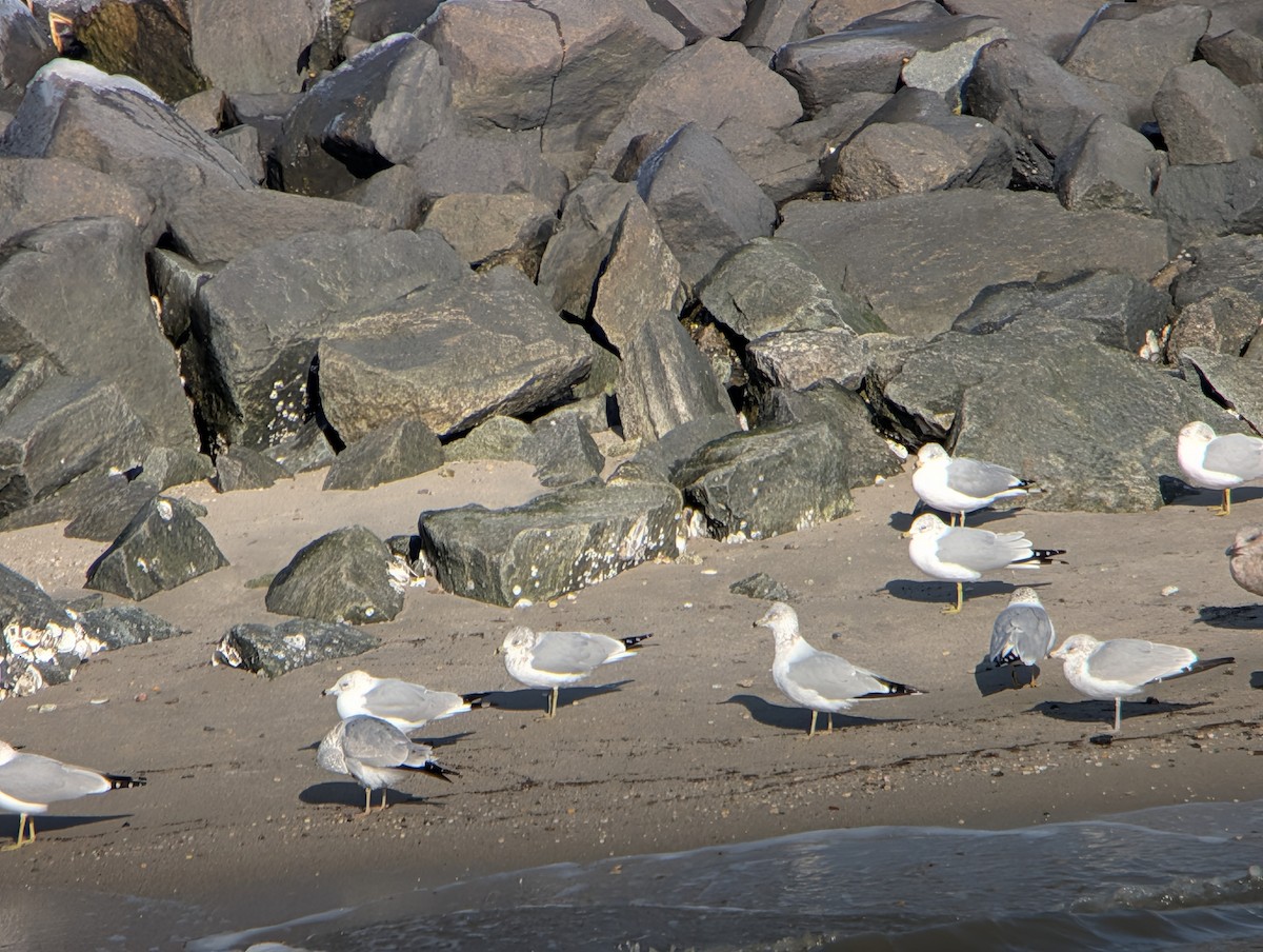 Мартин делаверський - ML647140142