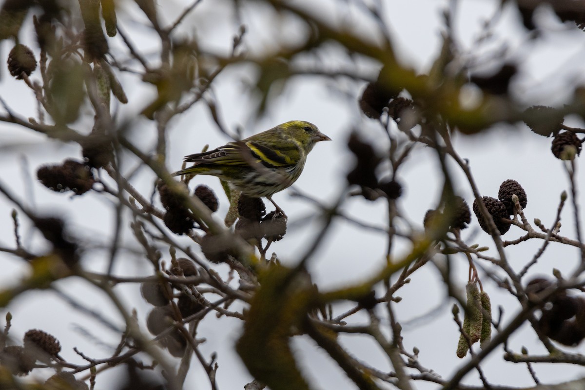 Чиж лісовий - ML647140144