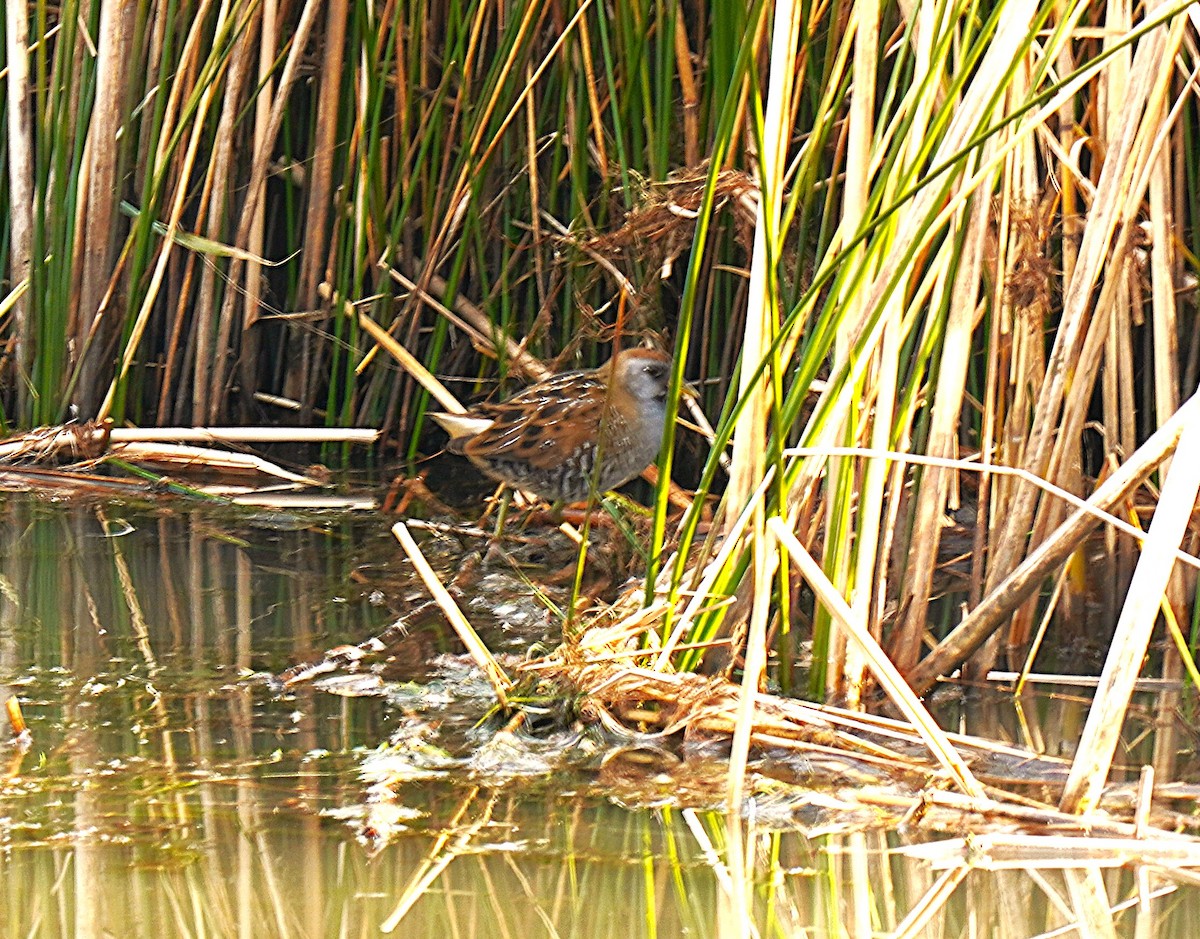 Погонич каролінський - ML647140145