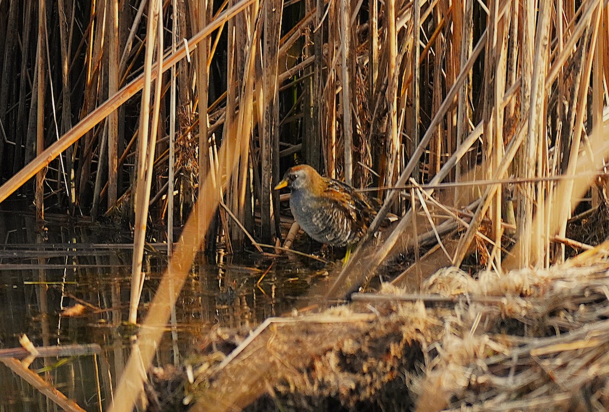 Погонич каролінський - ML647140146