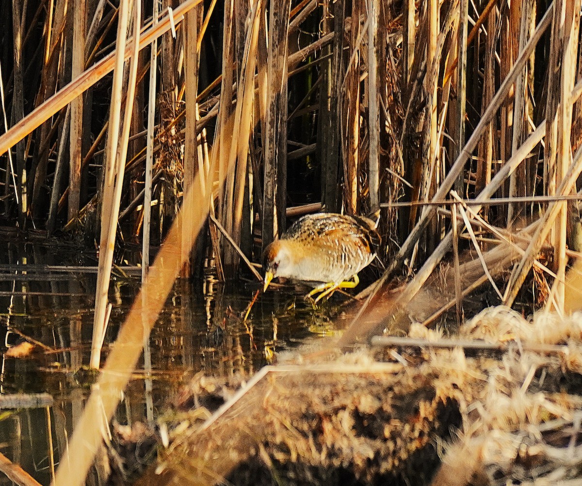 Погонич каролінський - ML647140147