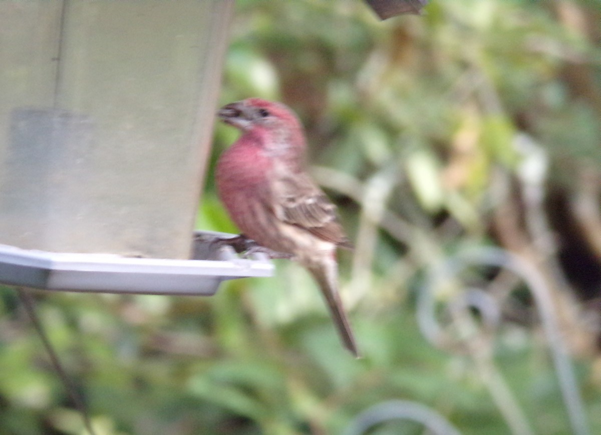 Чечевиця садова - ML647140149