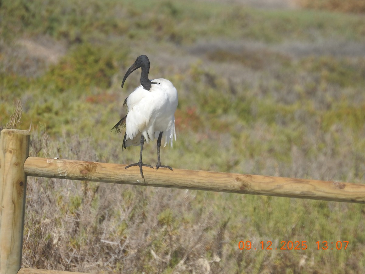 Ібіс священний - ML647140152