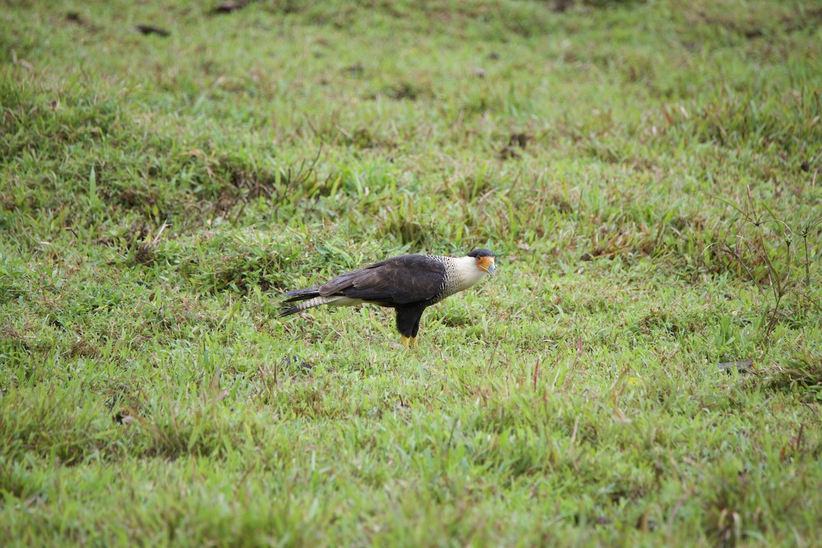 Каракара аргентинська - ML647140153