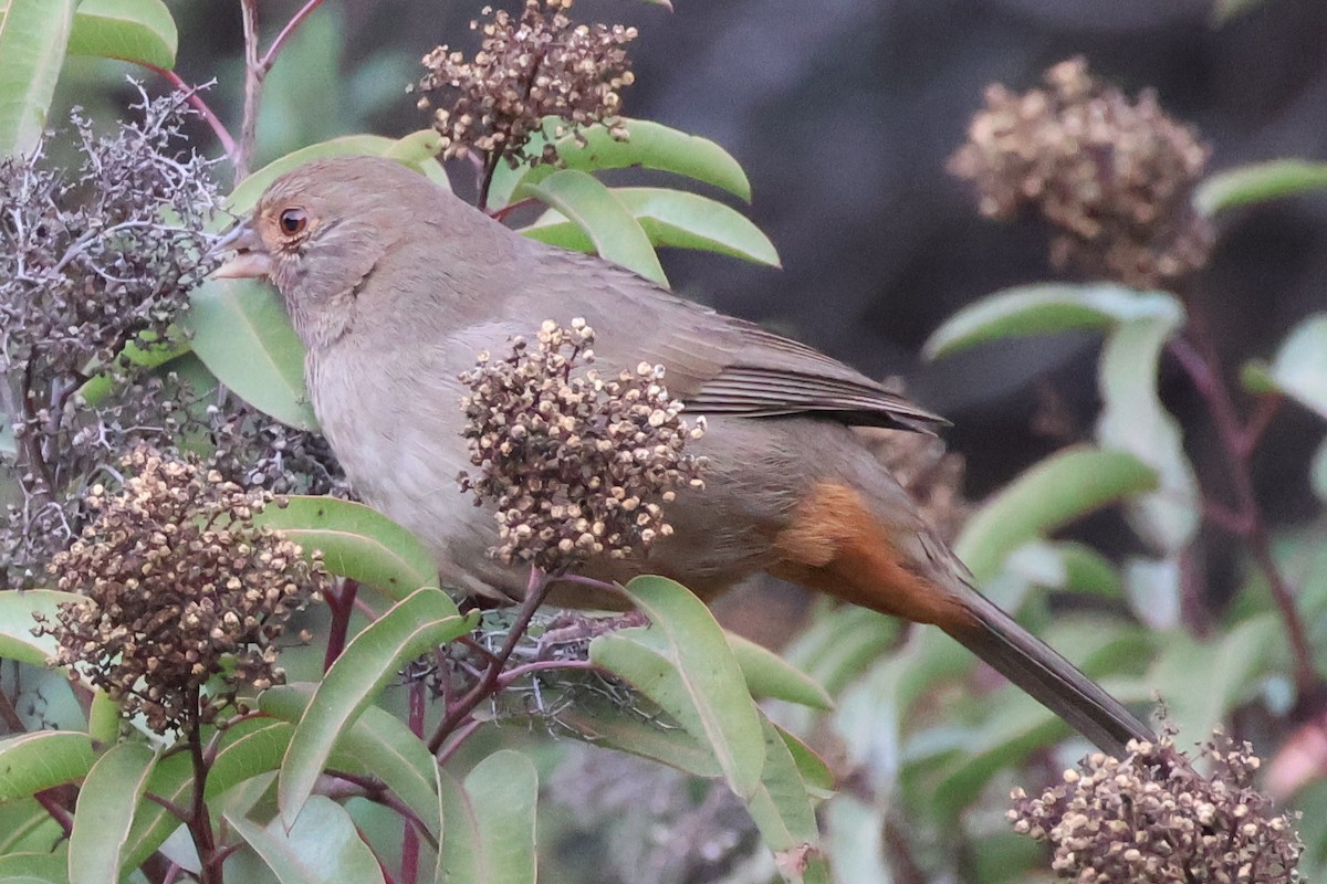 Тауї каліфорнійський - ML647140159