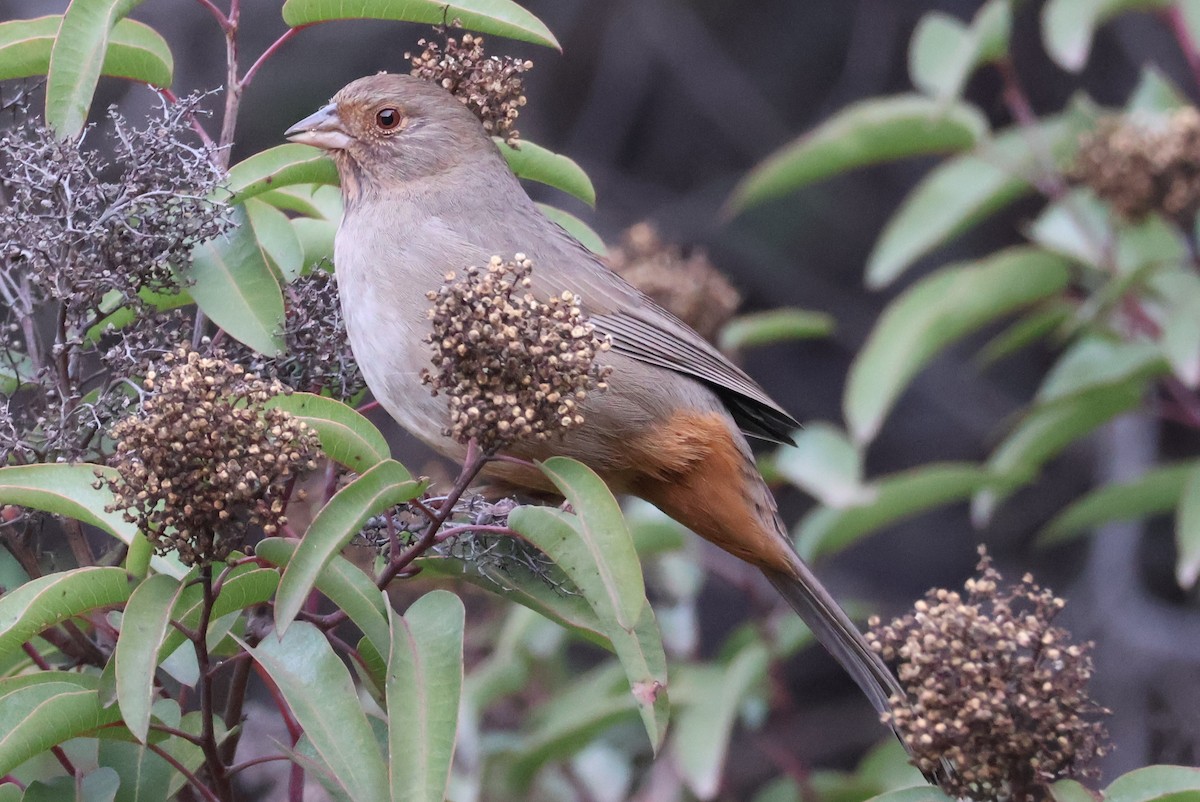 Тауї каліфорнійський - ML647140160