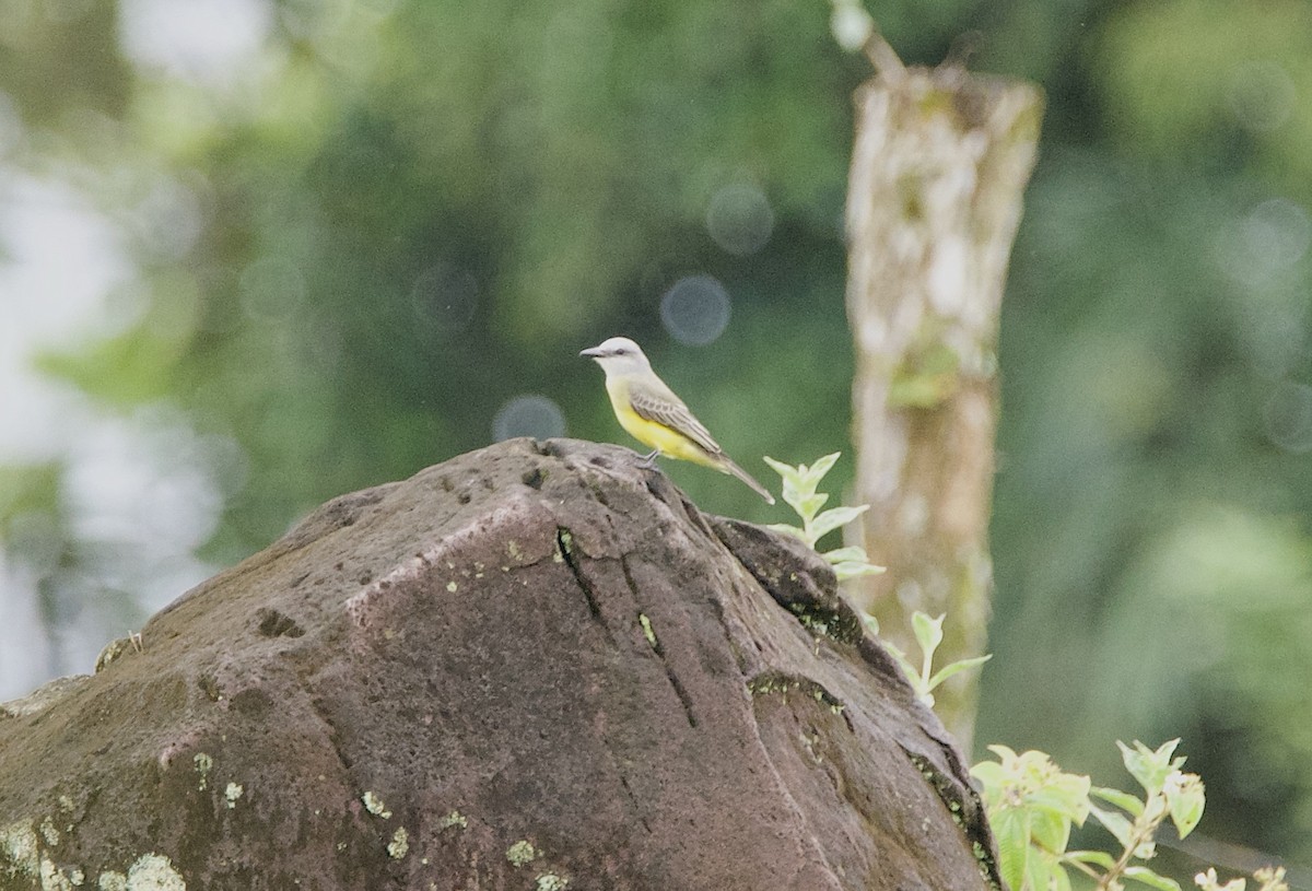 Тиран тропічний - ML647140162