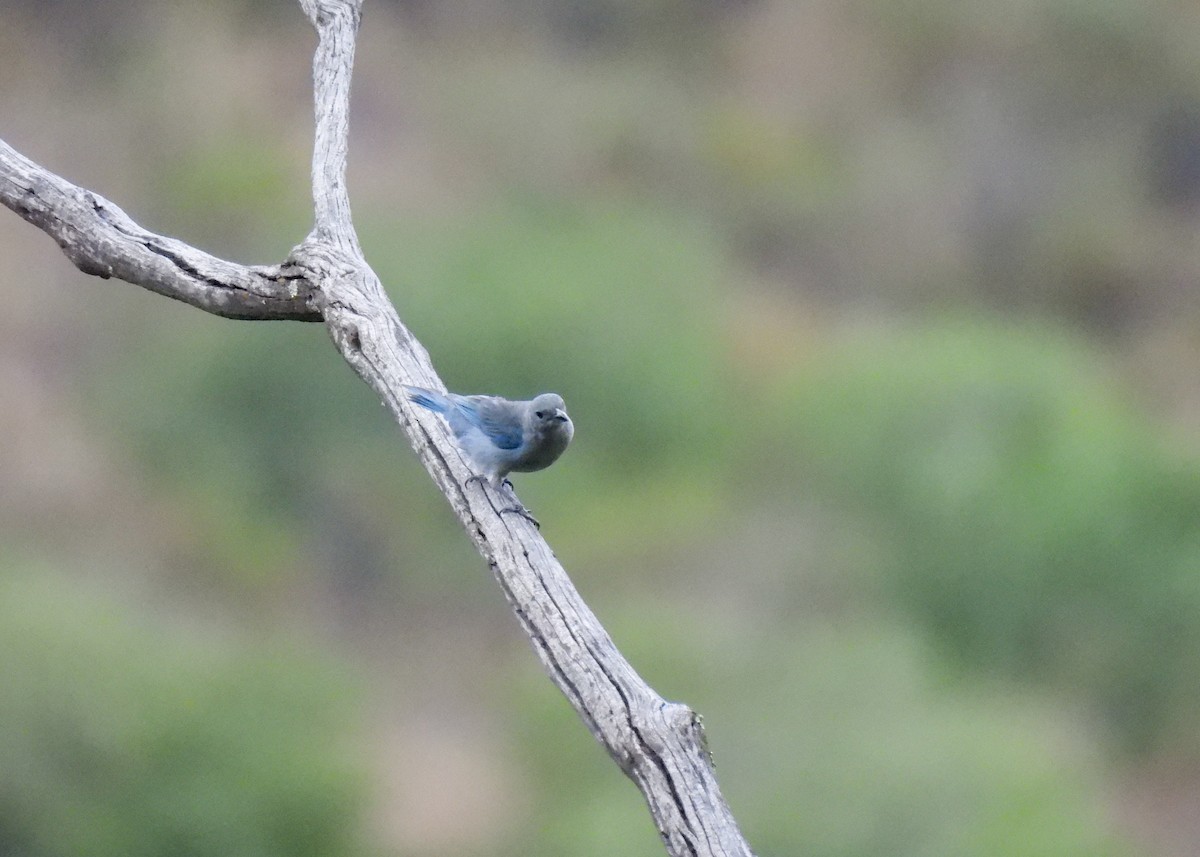 Саяка синя - ML647140163