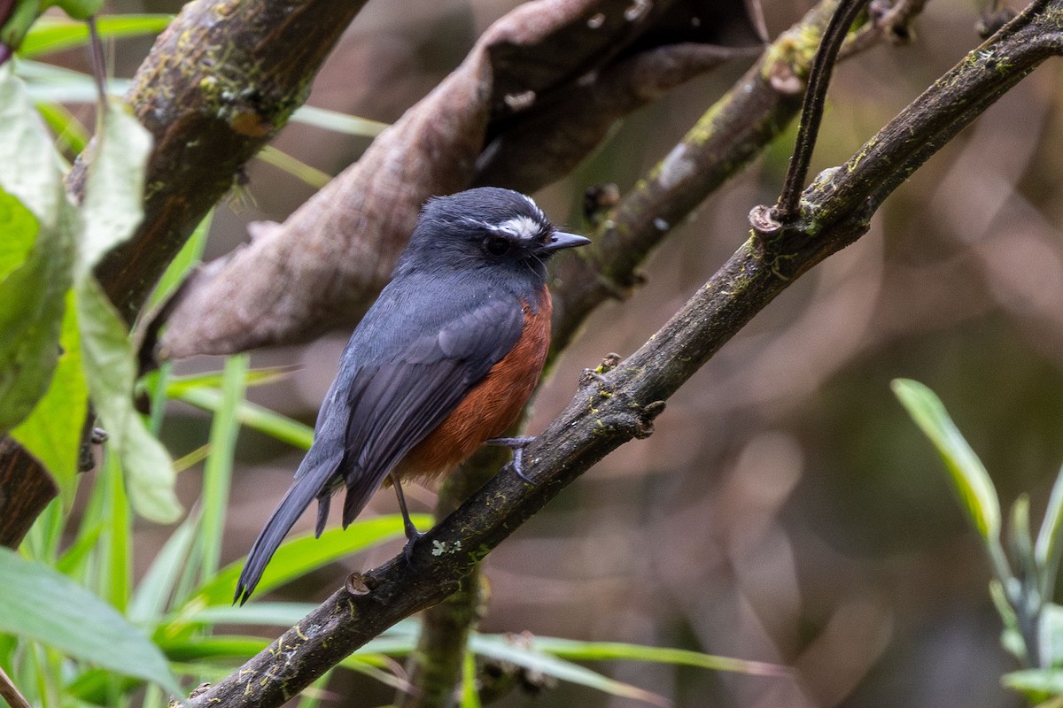 Пітайо темноспинний - ML647140164