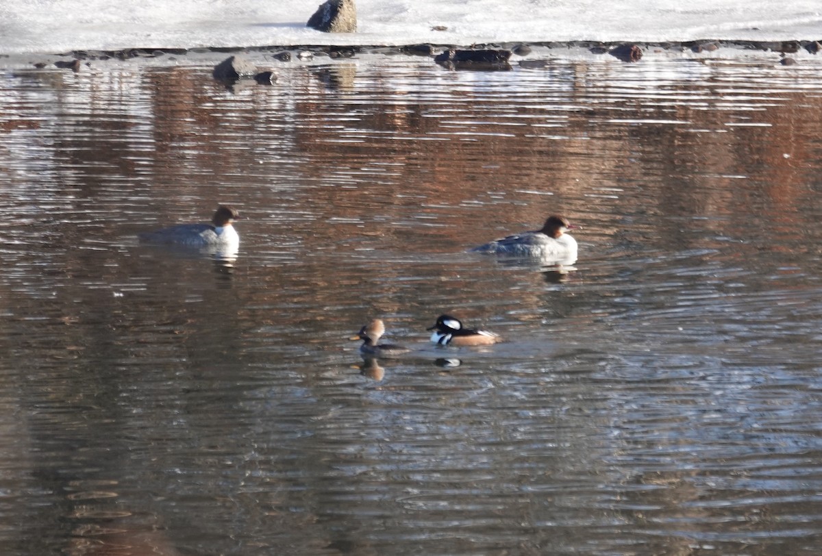 Крех жовтоокий - ML647140165