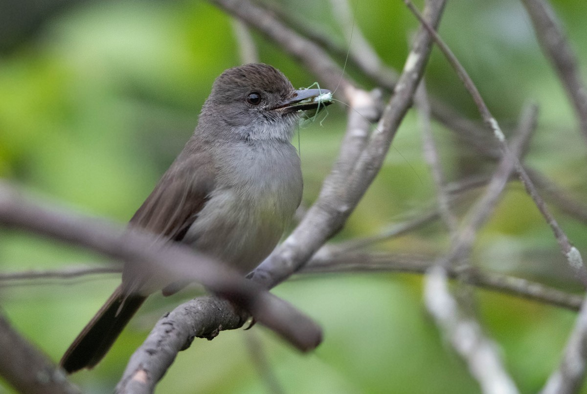 Копетон чорнодзьобий - ML647140166