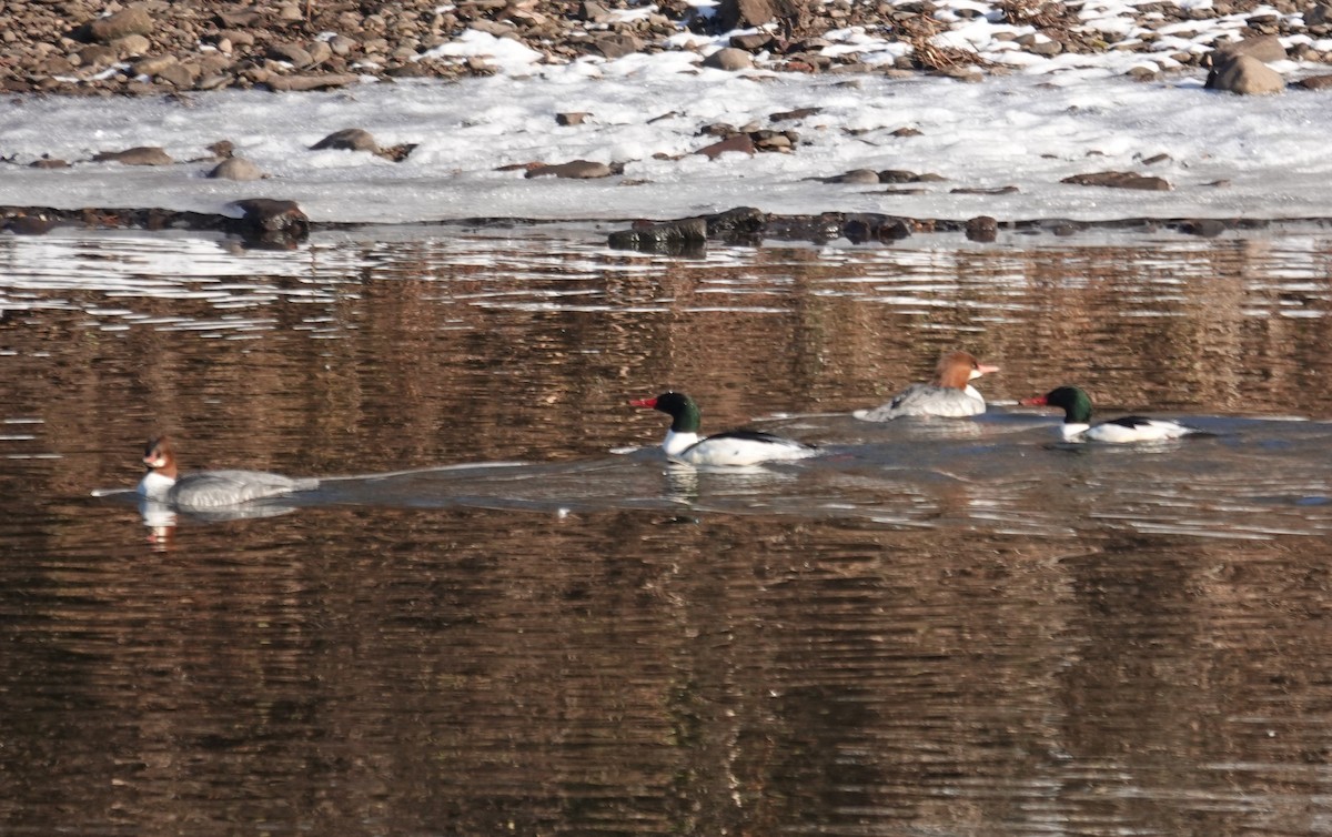 Крех великий - ML647140169