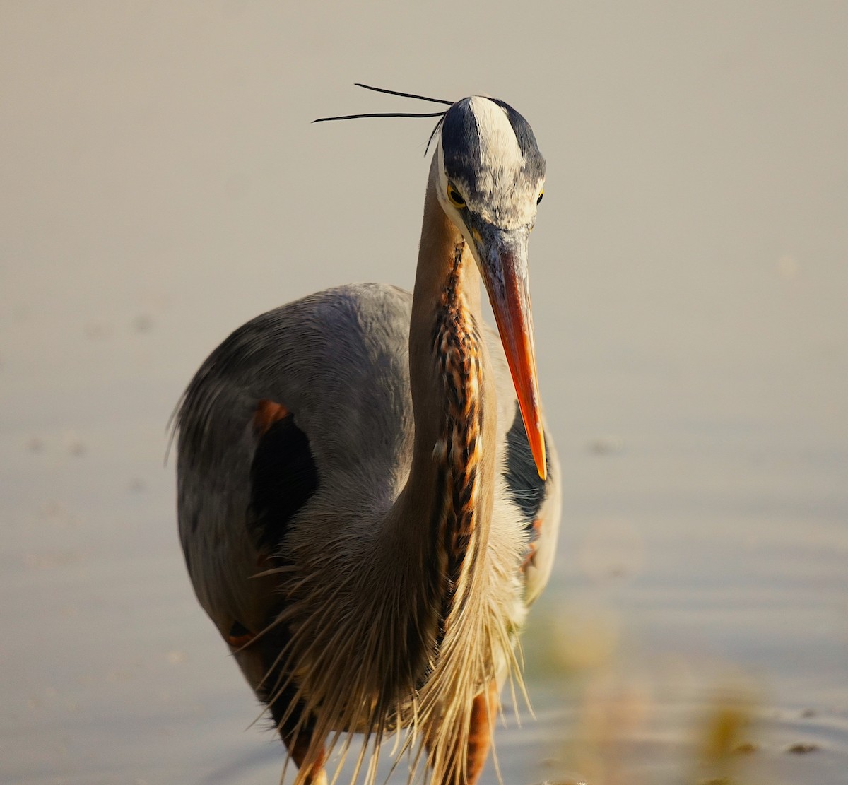 Чапля північна - ML647140170