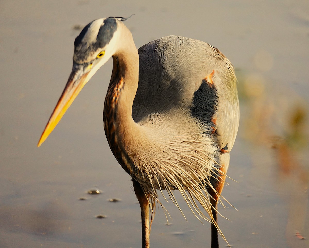Чапля північна - ML647140171