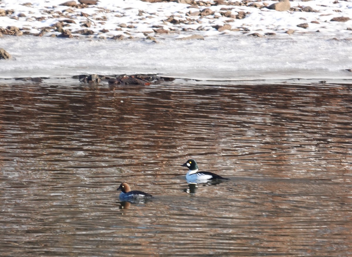 Гоголь зеленоголовий - ML647140172