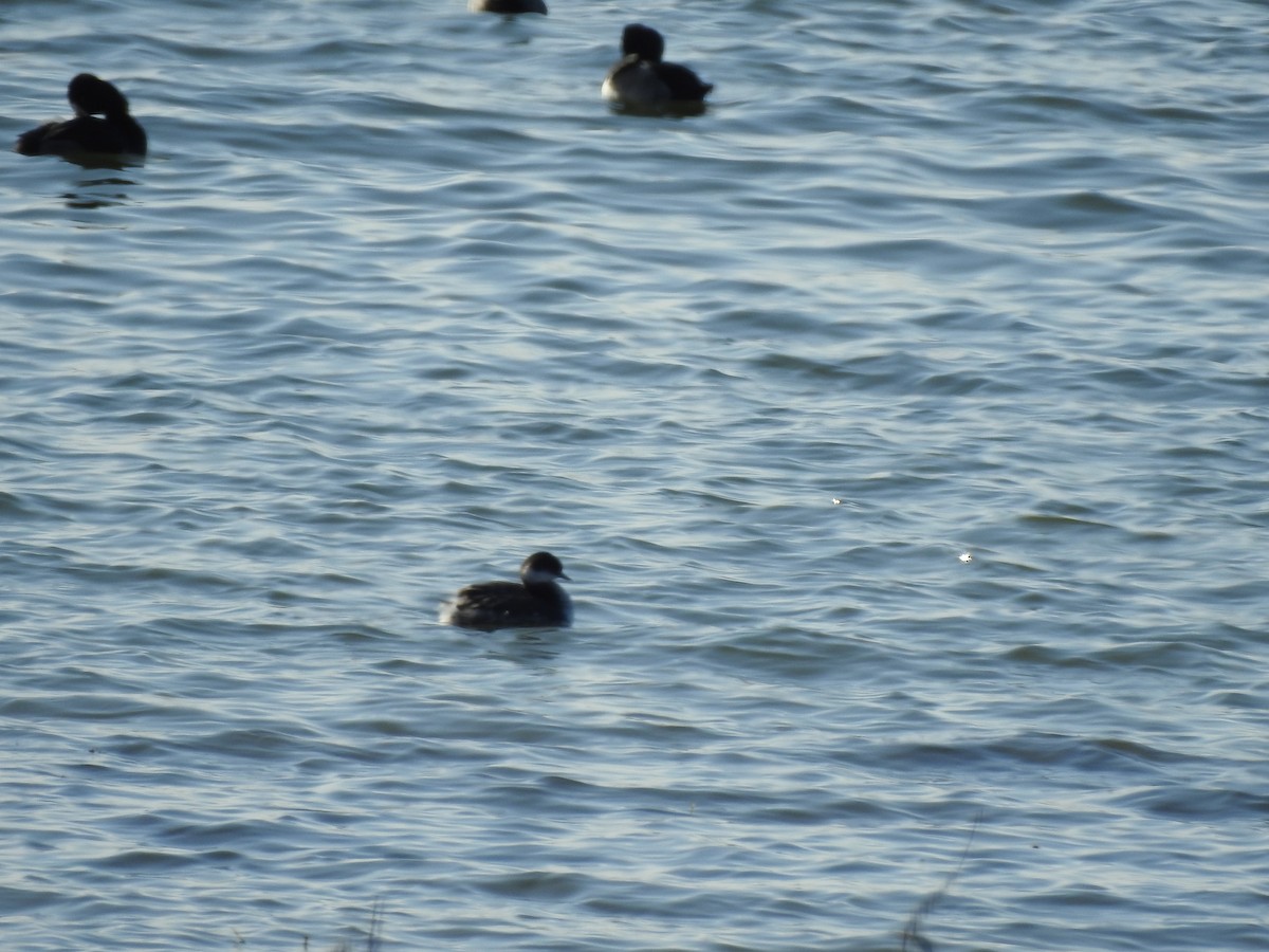 Horned Grebe - ML647140175