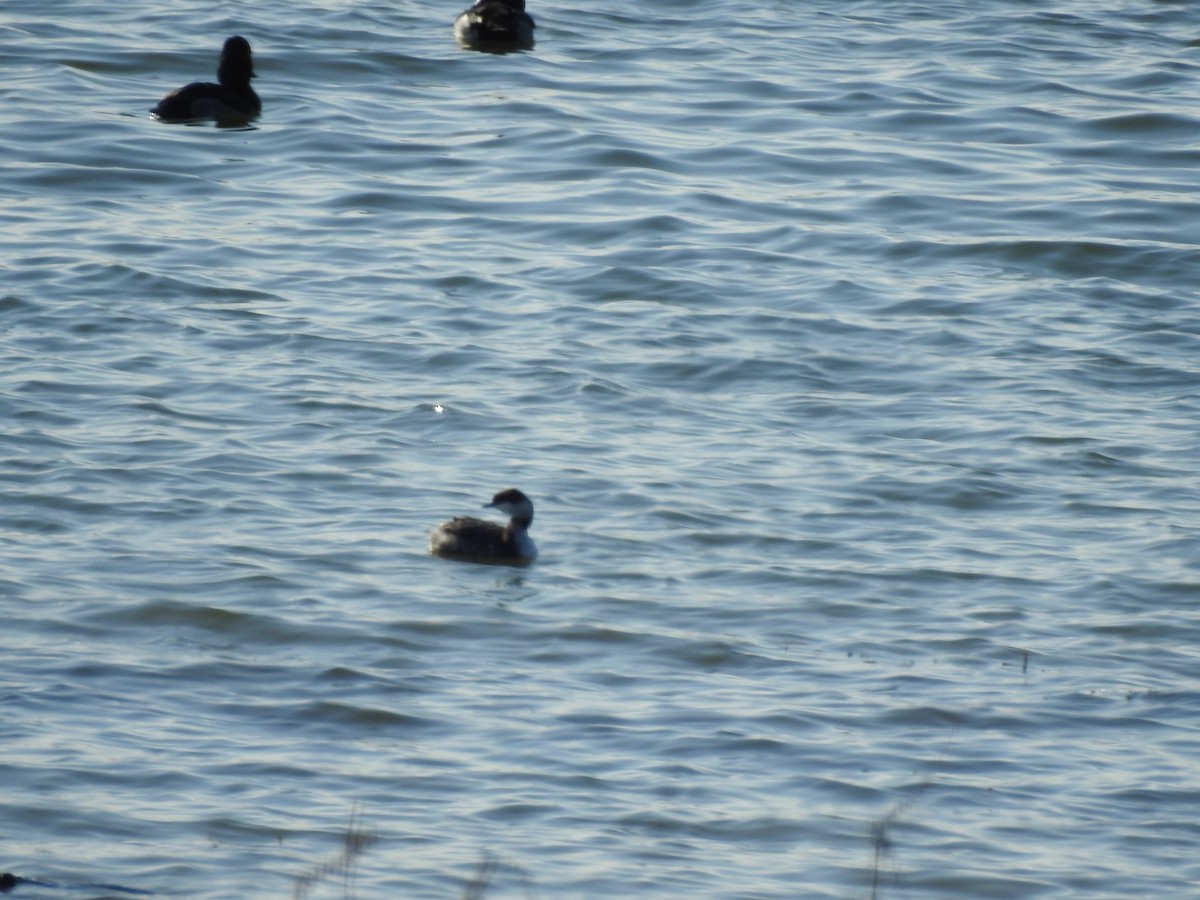 Horned Grebe - ML647140176