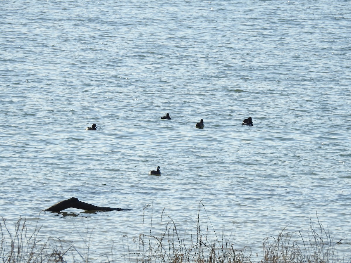 Horned Grebe - ML647140177