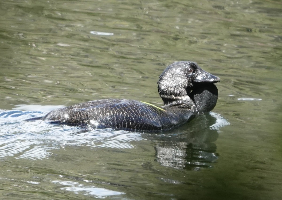 Лопастная утка - ML647140182