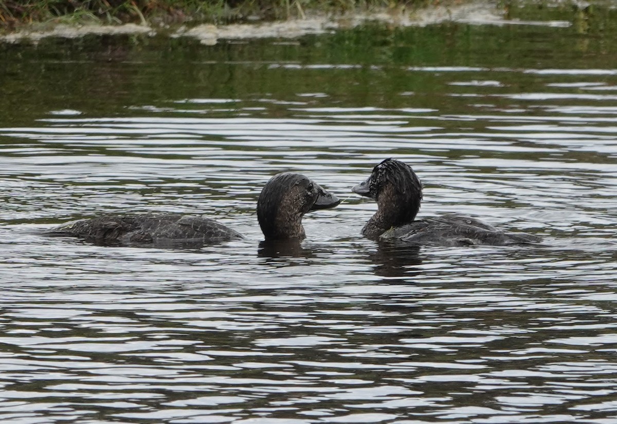 Лопастная утка - ML647140183