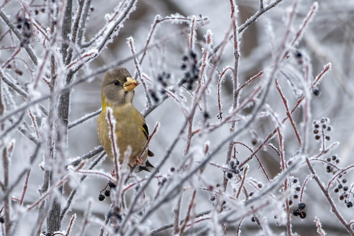 Evening Grosbeak