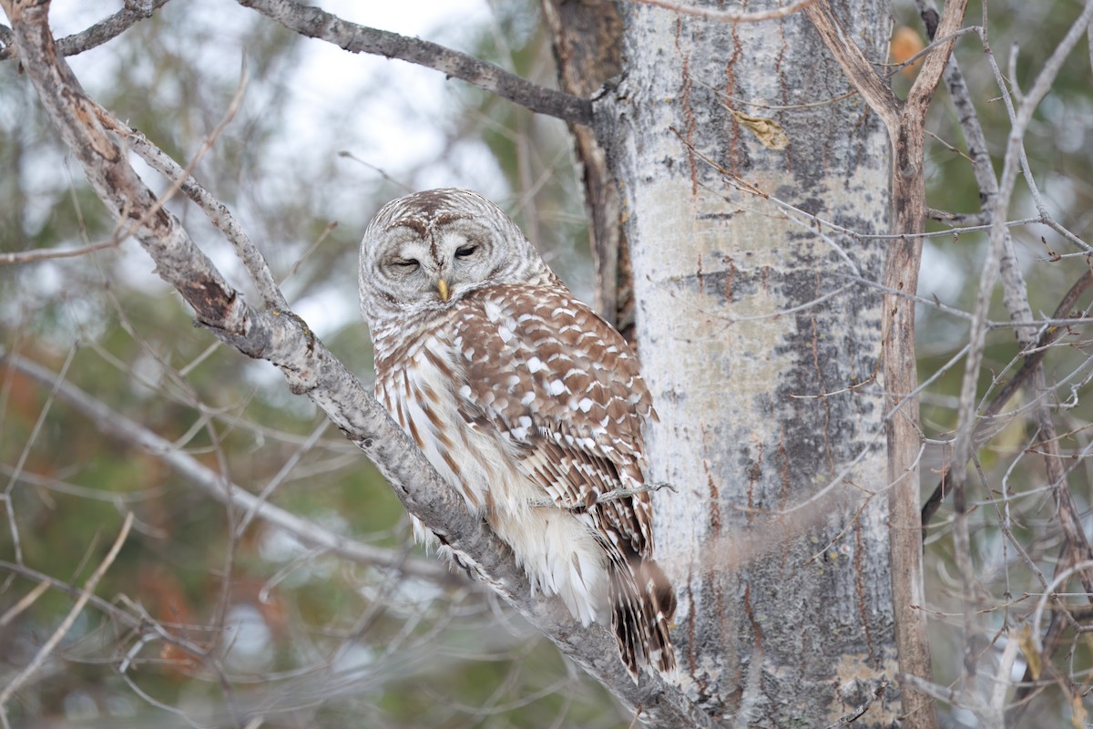 Barred Owl - ML647140197