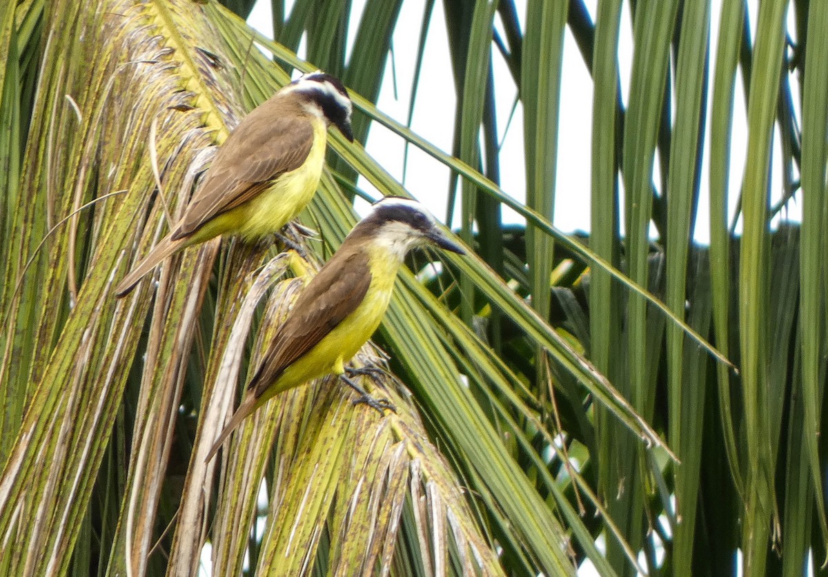 Great Kiskadee - ML647140206