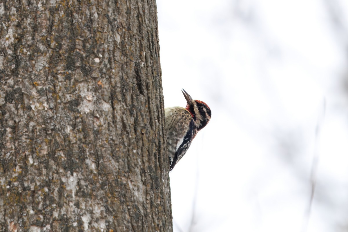 Yellow-bellied Sapsucker - ML647140207