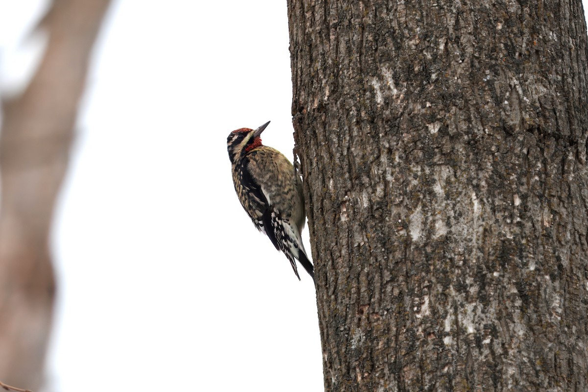 Yellow-bellied Sapsucker - ML647140208