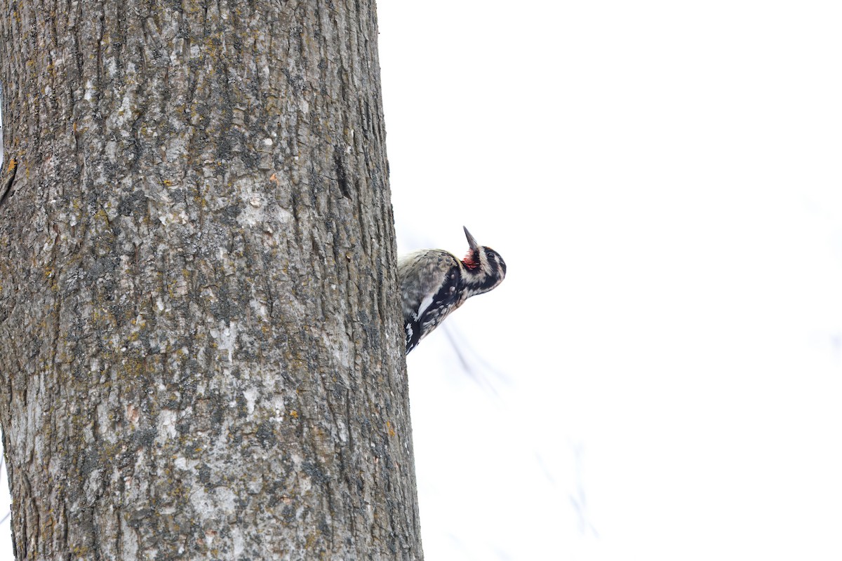 Yellow-bellied Sapsucker - ML647140209
