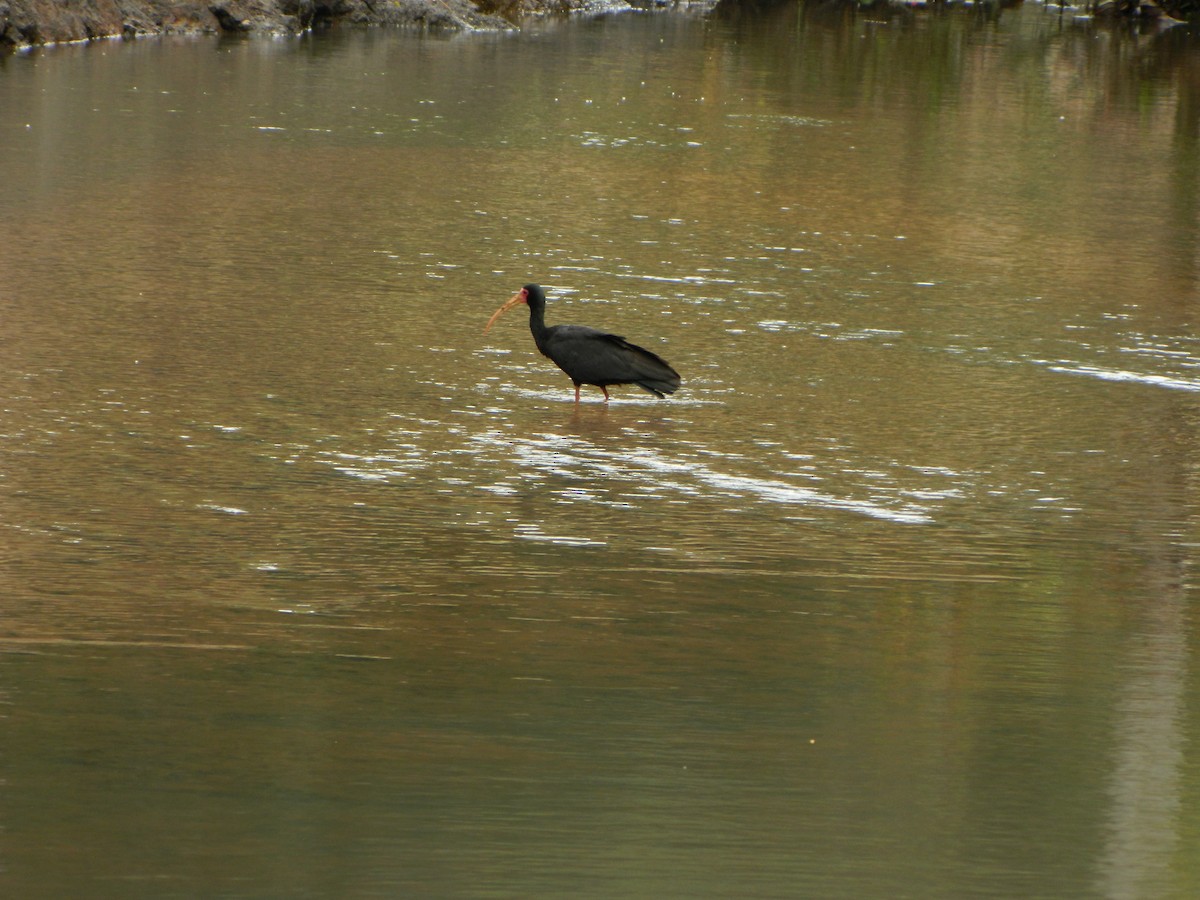 Ibis Afeitado - ML647140225