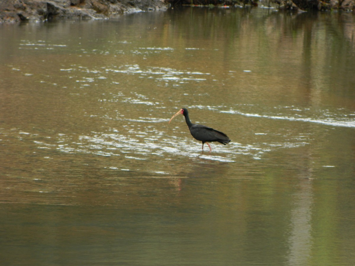 Ibis Afeitado - ML647140226