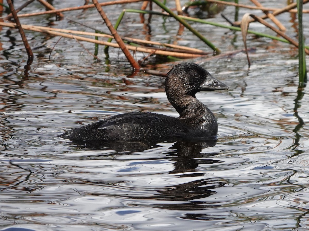 Лопастная утка - ML647140228