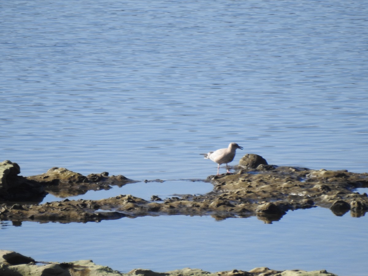 Iceland Gull - ML647140231
