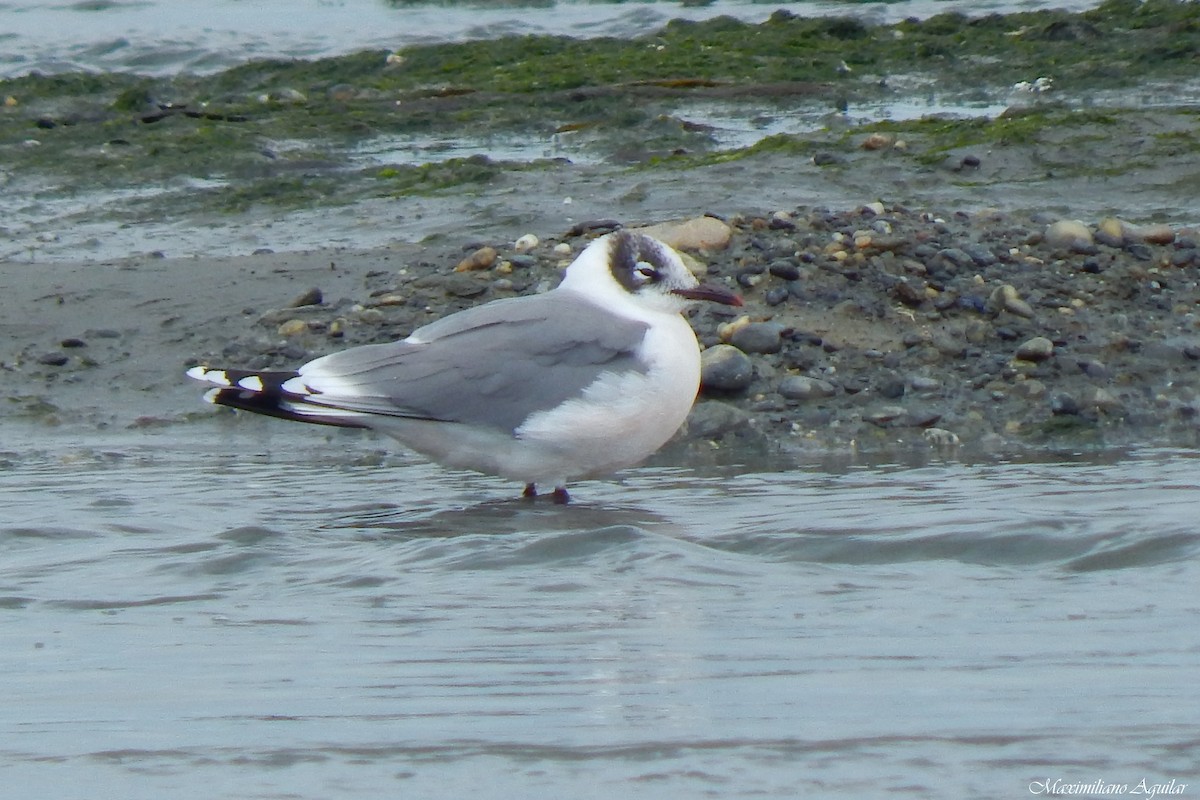 Франклинова чайка - ML647140236