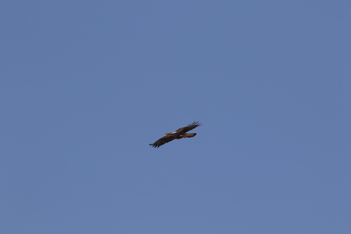 Bonelli's Eagle - ML647140237