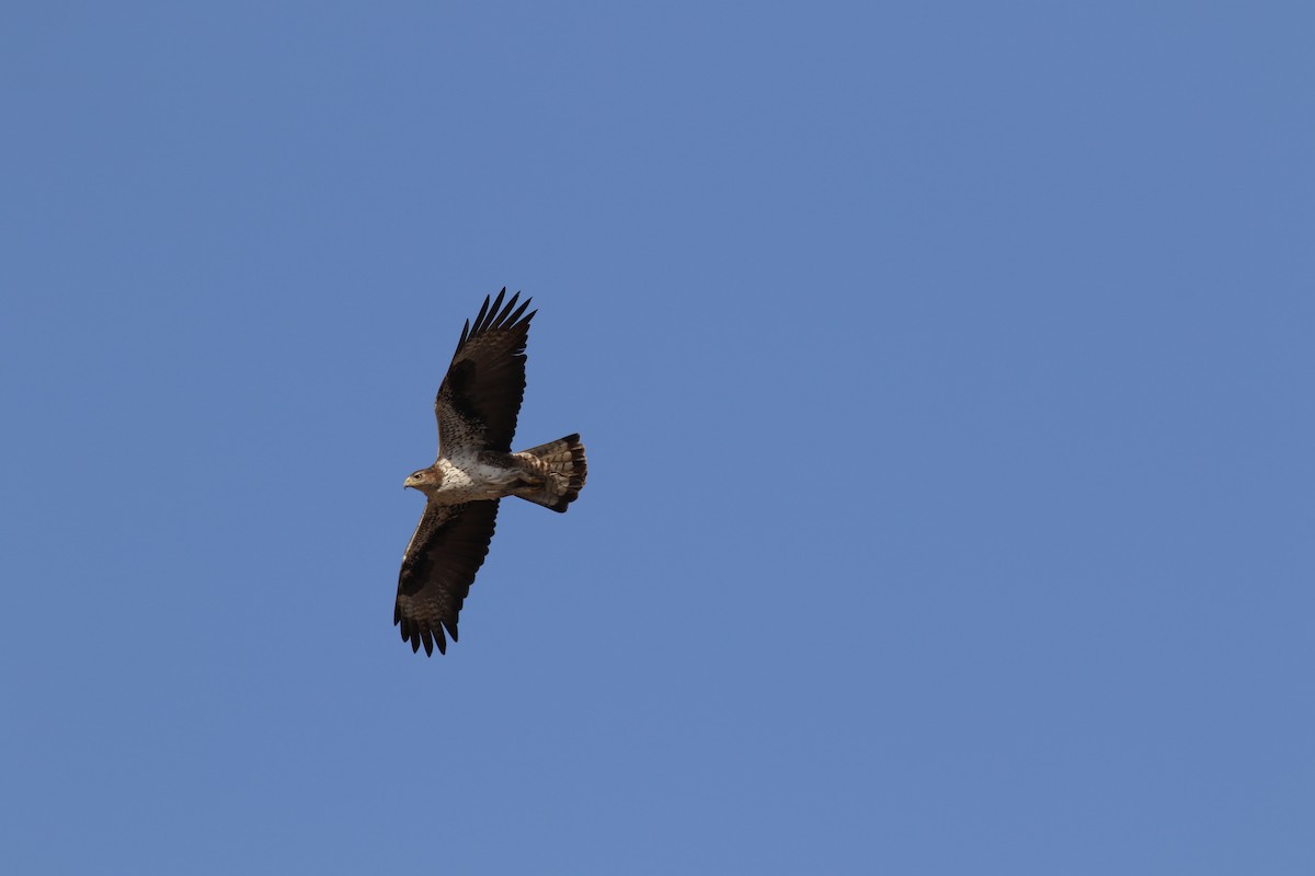 Bonelli's Eagle - ML647140238