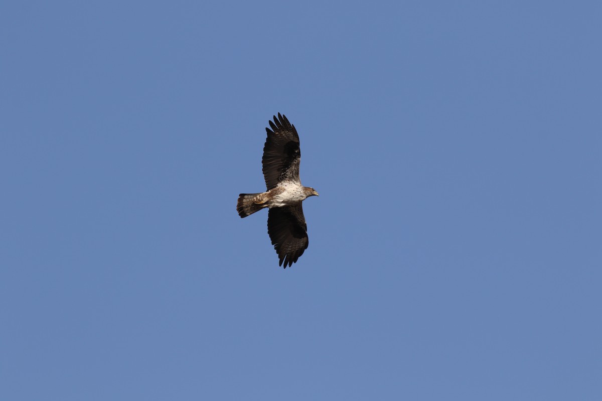 Bonelli's Eagle - ML647140239