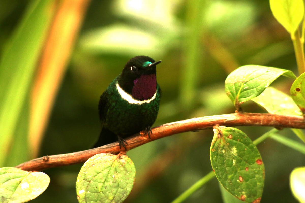 Gorgeted Sunangel - ML647140241