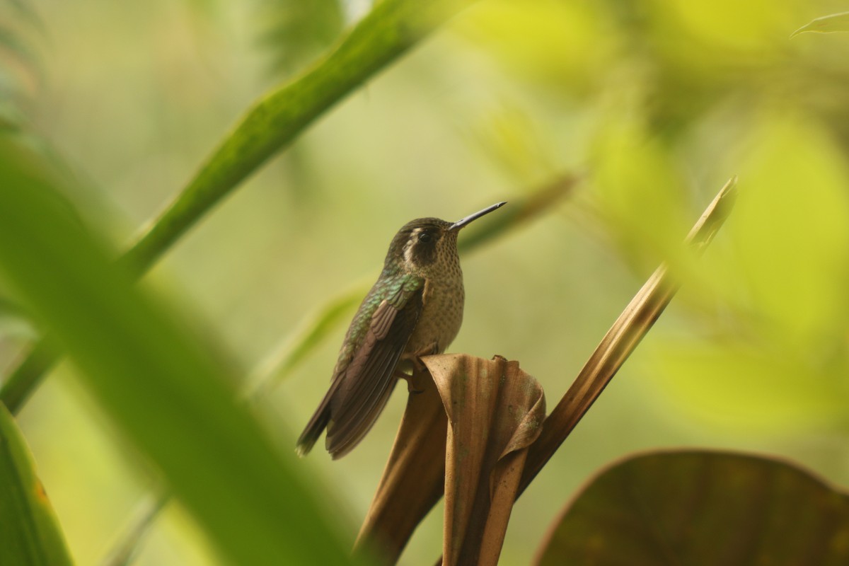 Speckled Hummingbird - ML647140252