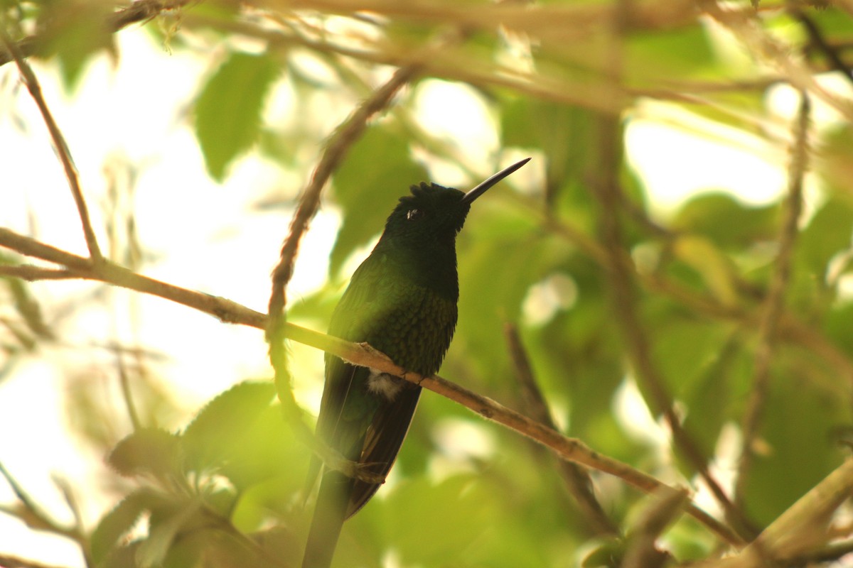 Empress Brilliant - ML647140257