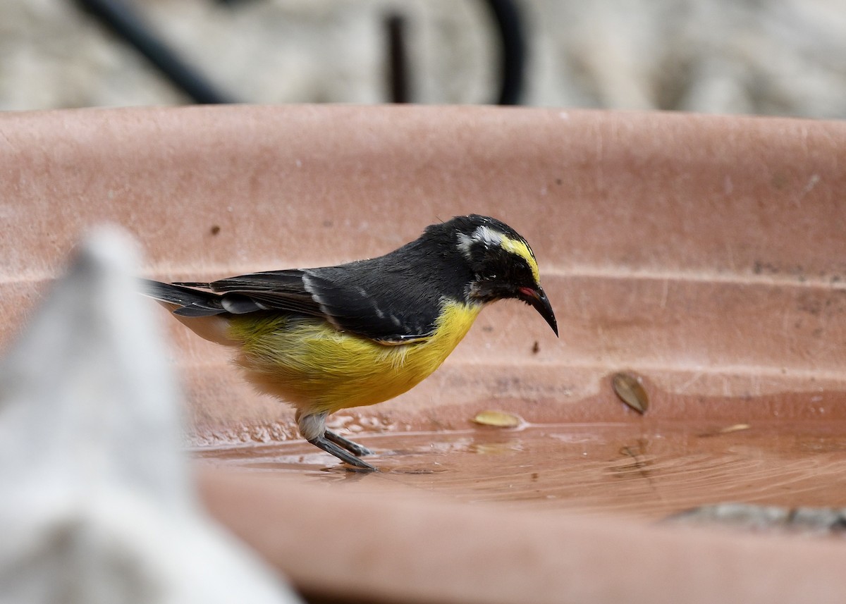 Bananaquit - ML647140258