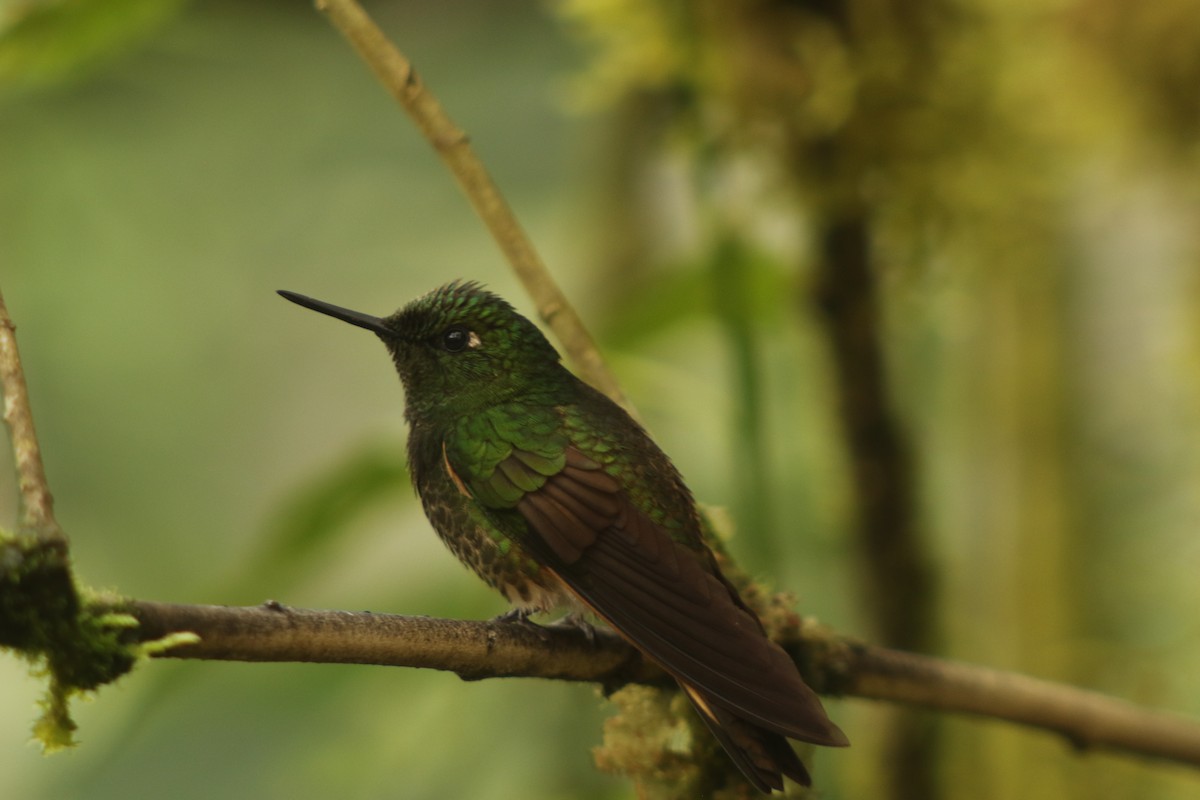 Buff-tailed Coronet - ML647140271