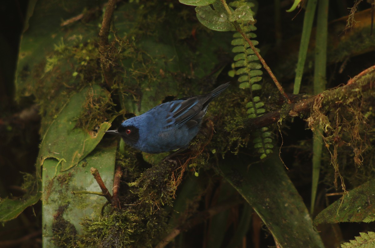 Masked Flowerpiercer - ML647140281