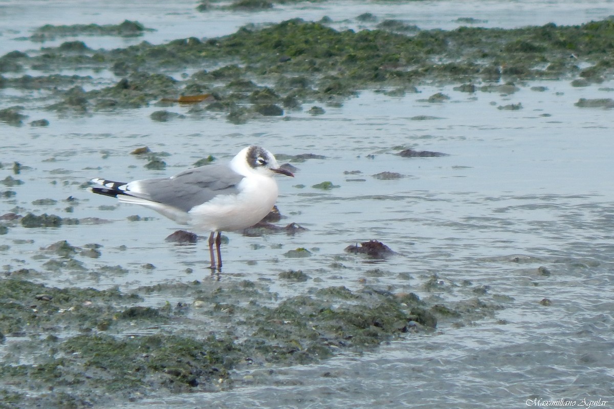 Франклинова чайка - ML647140291