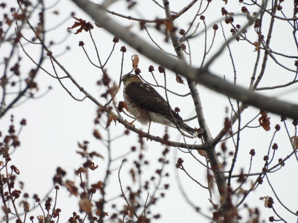 Épervier brun - ML647140302