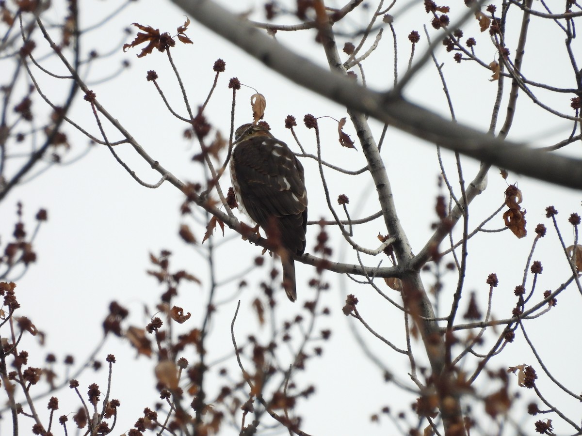 Épervier brun - ML647140303