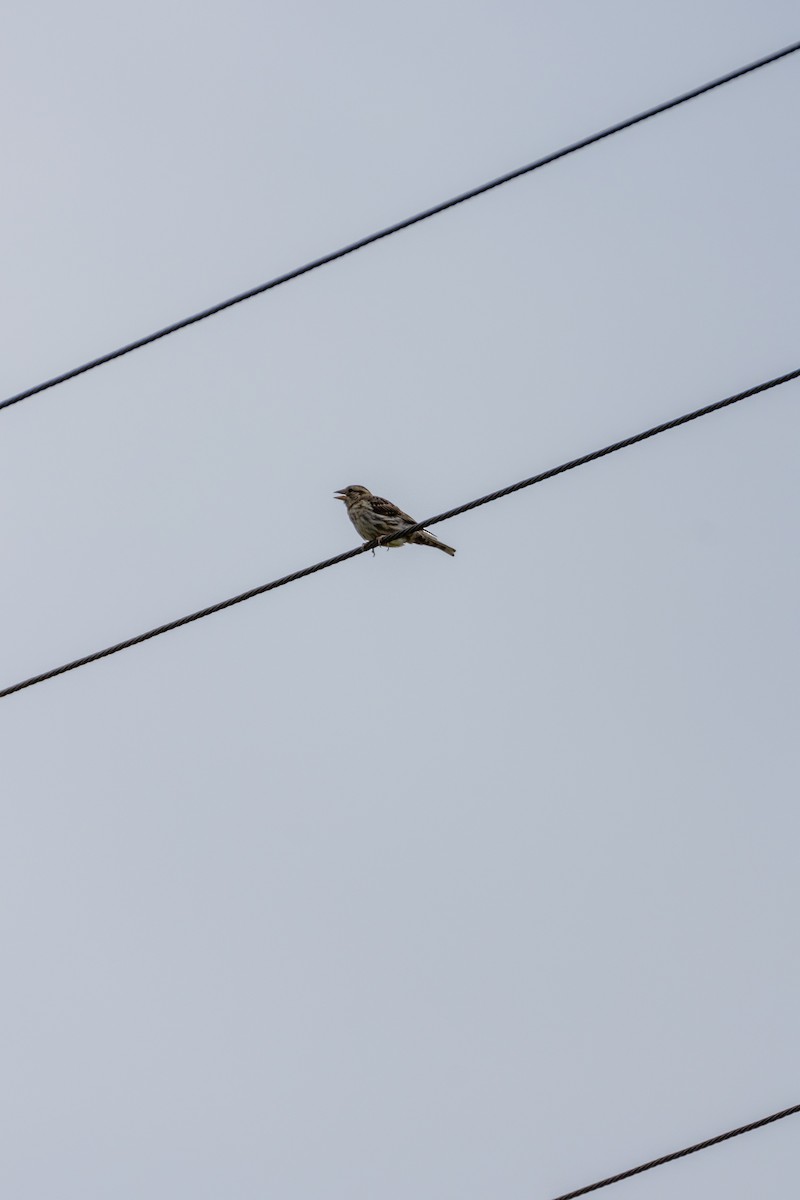 Rock Sparrow - ML647140305