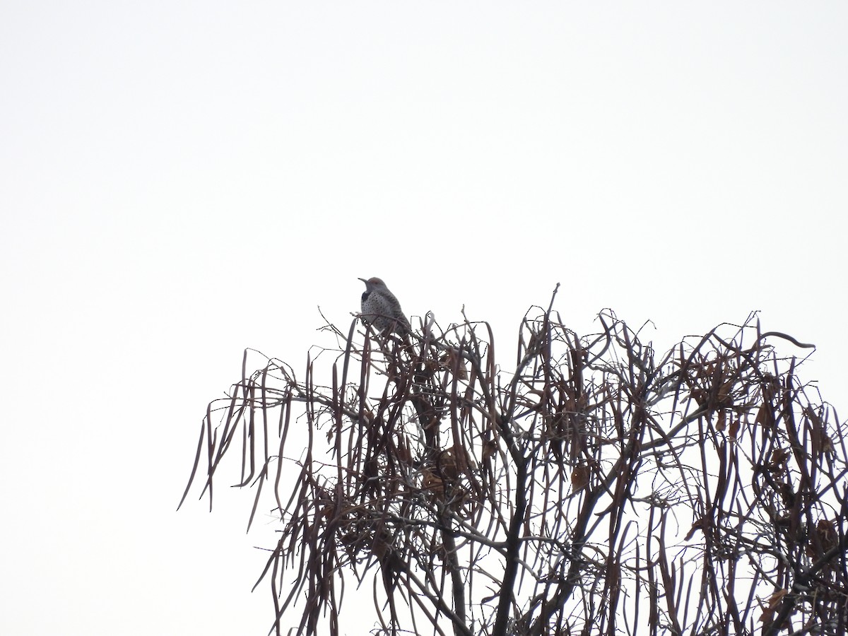 Pic flamboyant - ML647140311